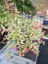 Variegated hardy fuchsia for sale  WEST MALLING