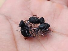 Black foam beetle d'occasion  Expédié en Belgium