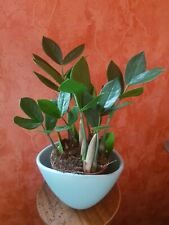 Zamioculcas palme schattenpfla gebraucht kaufen  Halle