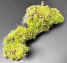 Moss log 20cm for sale  BATTLE