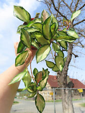 Hoya carnosa tricolor gebraucht kaufen  Rudolstadt