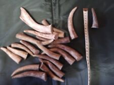 Fallow antler tines for sale  TOWCESTER