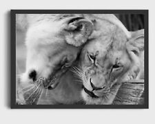 lion lioness cubs print PICTURE WALL ART A4 black white UNFRAMED SAFARI 79 for sale  Shipping to South Africa