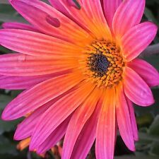 African daisy new for sale  Camarillo