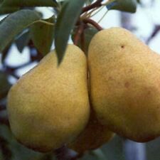 birnenbaum gebraucht kaufen  Detm.-Nienhagen,-Loßbruch