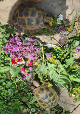 Tortoise food fresh for sale  SWADLINCOTE