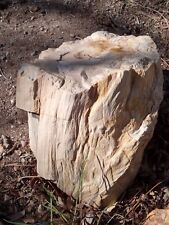 Large arizona petrified for sale  Joseph City