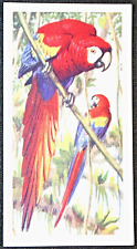 Scarlet macaw vintage for sale  DERBY