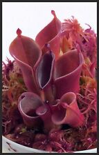 Carnivorous plants heliamphora for sale  Sebring