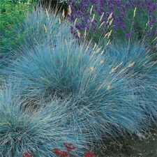 Blue fescue festuca for sale  SALISBURY