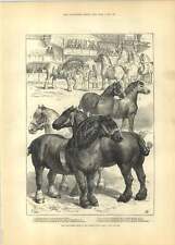 Carrinho de julgamento 1881 cavalos salão agrícola Coca Potter Hamond comprar usado  Enviando para Brazil