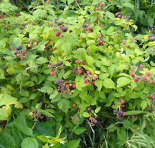 Organic black raspberry for sale  Fabius