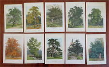 Tree prints lot for sale  Dover