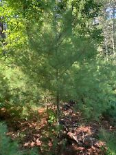 Eastern white pine for sale  Fall River