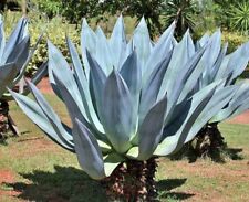 Agave americano | planta centinela o siglo | maguey | aloe americano | 10 semillas segunda mano  Embacar hacia Argentina