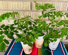 Plant grown moringa for sale  Port Isabel