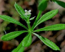 Cleavers herb seeds for sale  Houston