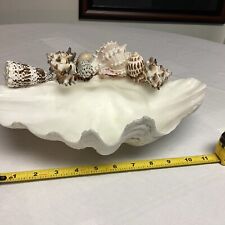 sea shell display for sale  Fairport