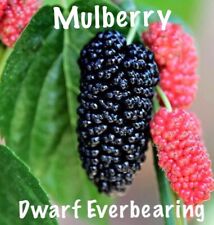 Mulberry tree dwarf for sale  Fresno