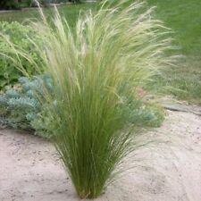 Mexican feather grass for sale  Gate City