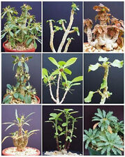 DORSTENIA VARIETY MIX, exotic rare pachycaul cactus caudex bonsai seed 20 SEEDS for sale  Shipping to South Africa