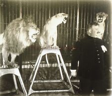 Cirque lion lionne d'occasion  Paris V