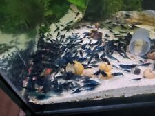 Blue neocaridina cherry for sale  WATFORD