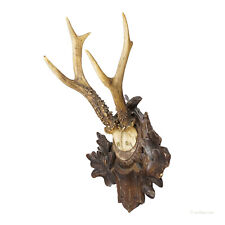 Great Roe Deer Trophy Mount on Wooden Carved Plaque ca. 1900s, used for sale  Shipping to South Africa