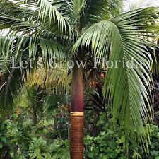 Planta de palmera tropical viva Satakentia liukiuensis grande de 3 galones, 3,5+ pies de altura segunda mano  Embacar hacia Argentina