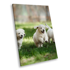 White labrador puppy for sale  STRABANE