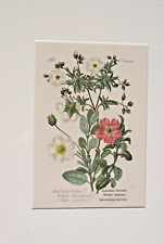 Farblithografie 1900 giftrösc gebraucht kaufen  Altenholz
