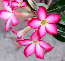 desert rose plant for sale  Shipping to Ireland