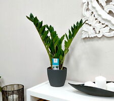 Pianta vera molla fortunata vaso 55 cm Ø 14 cm Zamioculcas pianta d'appartamento robusta verde usato  Spedire a Italy