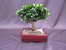 Fukien tea bonsai for sale  Freeport