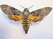 Entomology Sphingidae Acherontia atropos - Deathhead Sphinx Male Croatia for sale  Shipping to South Africa