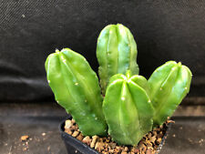 Echinocereus viereckii ssp. usato  Massafra