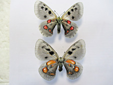 Used, Entomology Papilionidae Parnassius Wiskotti x Krogerusi Dark Couple for sale  Shipping to South Africa