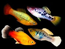 Assorted variatus platy for sale  PAISLEY
