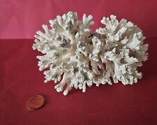 dried starfish for sale  HESSLE