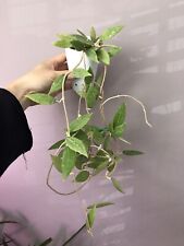 Hoya live plant d'occasion  Expédié en Belgium