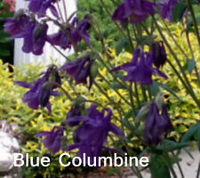Blue columbine aquilegia for sale  Harrison Township