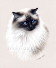 ragdoll cat for sale  UK