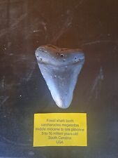 Megalodon shark tooth for sale  ASHFORD