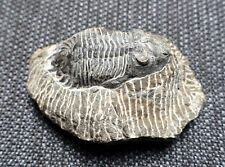 trilobit fossil gebraucht kaufen  Döbbrick