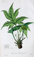 Dorstenia Contrajerva Dorstenia Madagascar India Leaf Leaf Bark Flower India, used for sale  Shipping to South Africa