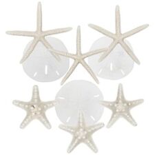 White finger starfish for sale  Palm Beach Gardens