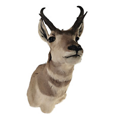 Pronghorn antelope head for sale  San Jose