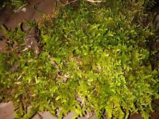 Living moss fresh for sale  London