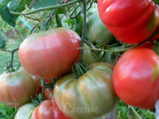  10 graines de tomate rare Miracle de Bulgarie superbe généreuse délicieuse   segunda mano  Embacar hacia Argentina