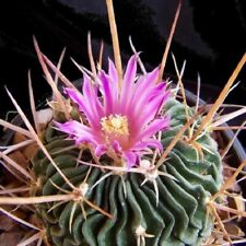 Stenocactus crispatus 20 Seeds - Brain Cactus, used for sale  Shipping to South Africa